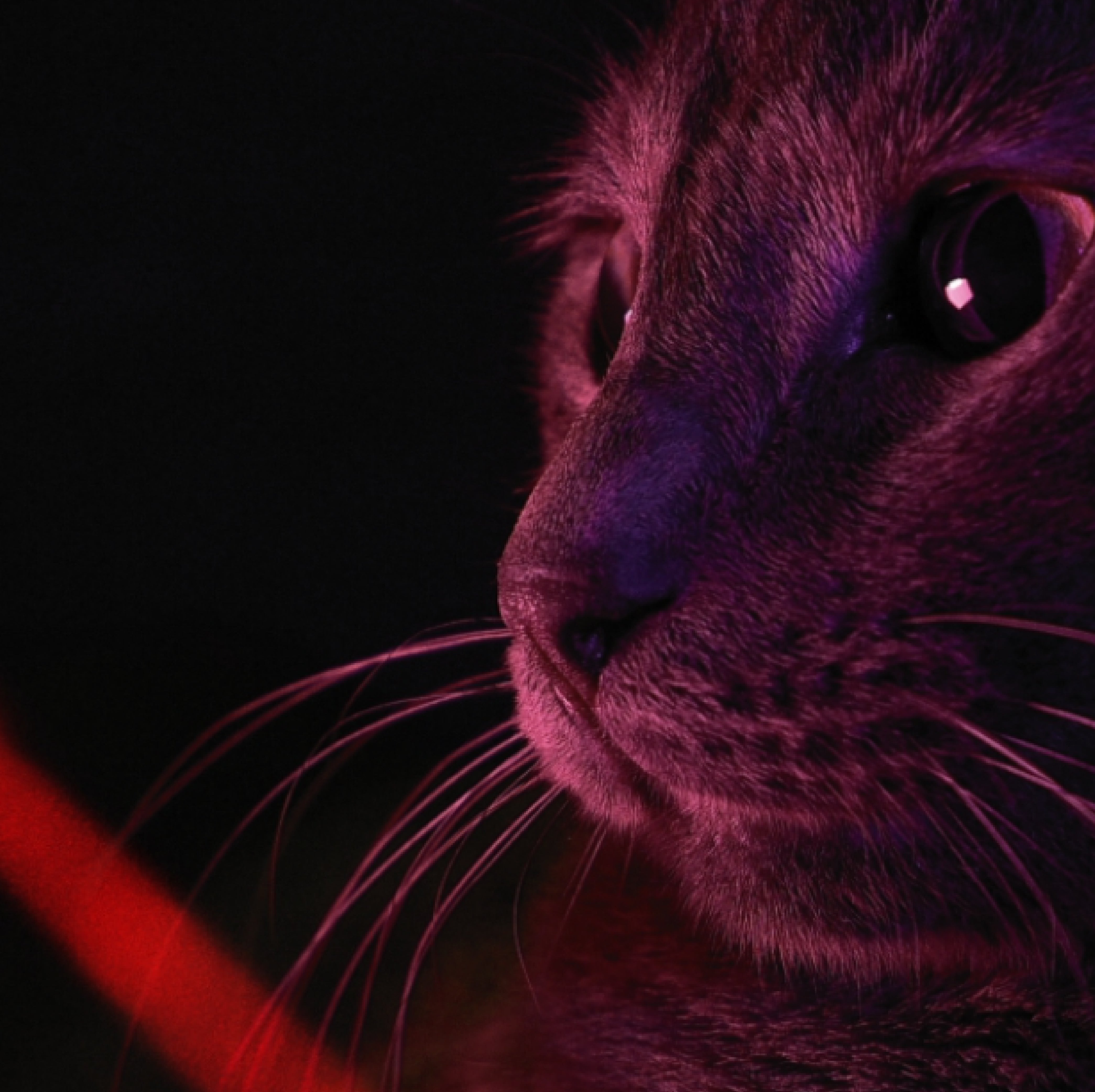 O brinquedo a laser inteligente PETONEER é uma solução perfeita para donos de animais de estimação ocupados que desejam proporcionar a seus gatos e cães um tempo de brincadeira enriquecedor e estimulante.