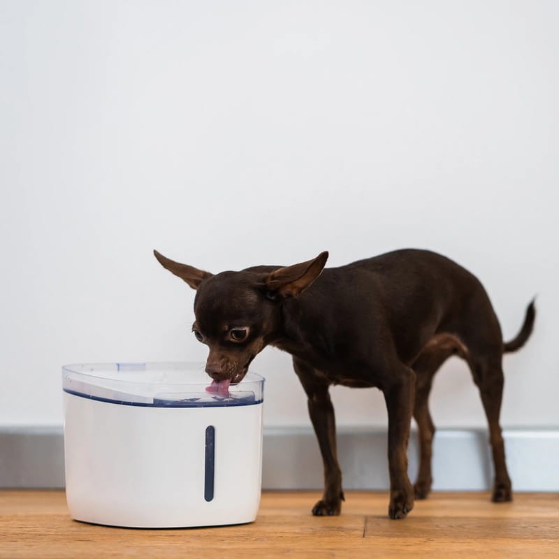 Petoneer Dispensador de Água - Smart WiFi - Smartify - Casa Inteligente - Smart Home - Domotica - Casas Inteligentes
